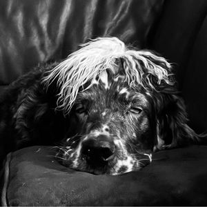 Meet your Posher, Connie